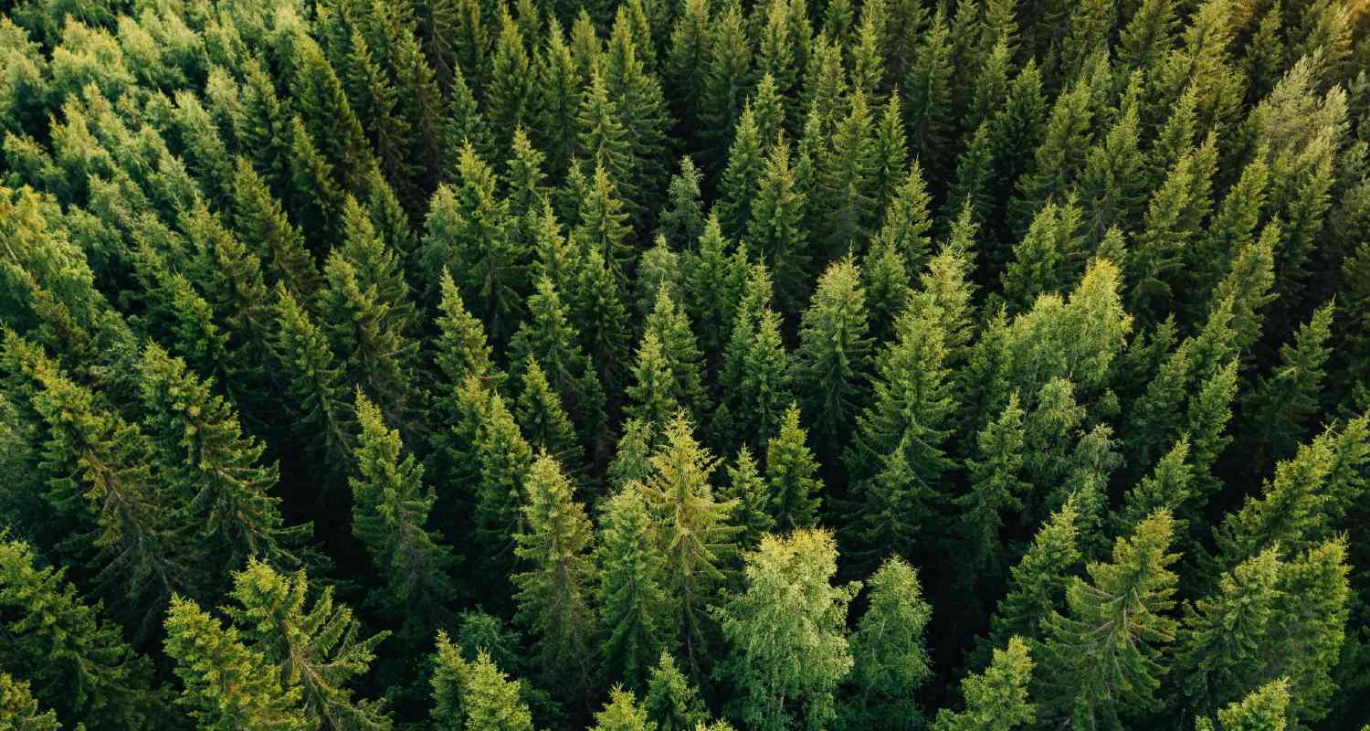 Bosque visto desde arriba